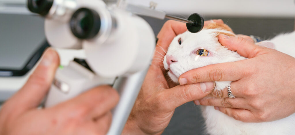 EduEyeVet – realizacja Beevision