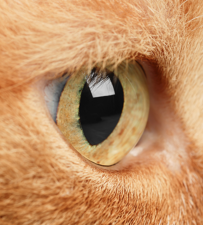 LensVet – realizacja Beevision